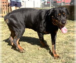 Small Photo #2 Rottweiler-Unknown Mix Puppy For Sale in Wetumpka, AL, USA