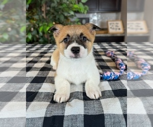 Pembroke Welsh Corgi Puppy for sale in GREENWOOD, IN, USA