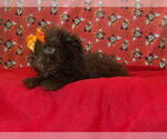 Small #6 F2 Aussiedoodle