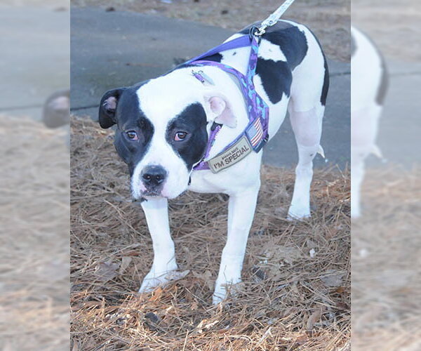 Medium Photo #6 American Staffordshire Terrier-Unknown Mix Puppy For Sale in Lake Wylie, SC, USA
