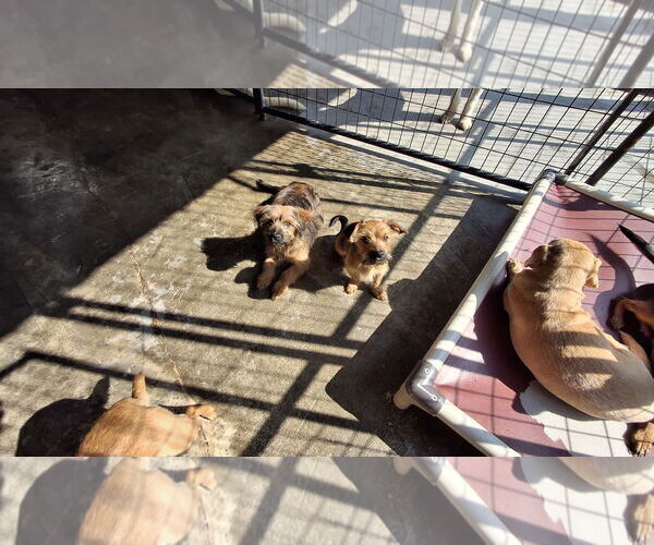 Medium Photo #6 Mutt Puppy For Sale in Sebec, ME, USA