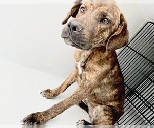 Plott Hound Dogs for adoption in Houston, TX, USA