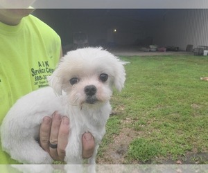 Maltese Puppy for sale in MOUNTAIN GROVE, MO, USA