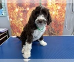 Puppy Dulce Aussiedoodle