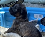 Small #2 Boxer-Poodle (Standard) Mix