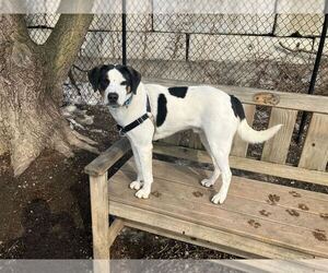 Popcorn - Male Mutt Dog for Adoption - Photo #3