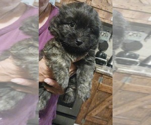 Poodle (Miniature)-YorkiePoo Mix Puppy for sale in KANKAKEE, IL, USA