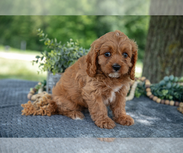 Medium Photo #2 Cavapoo Puppy For Sale in NEW CONCORD, OH, USA