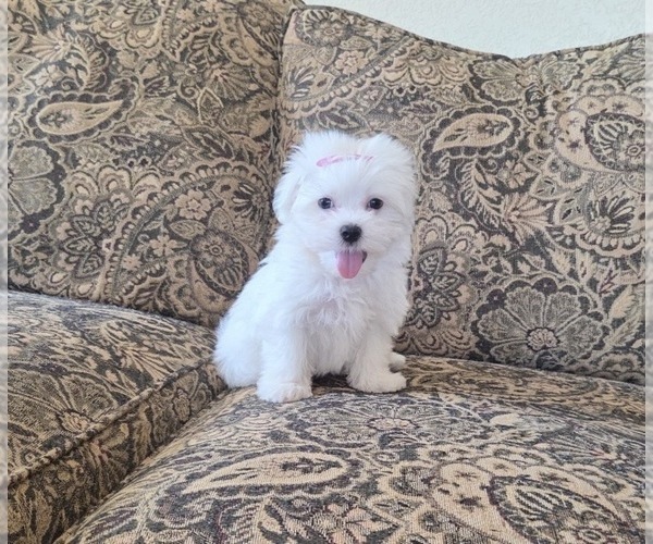 Medium Photo #10 Maltese Puppy For Sale in SANTA CLARITA, CA, USA