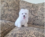 Small Photo #10 Maltese Puppy For Sale in SANTA CLARITA, CA, USA