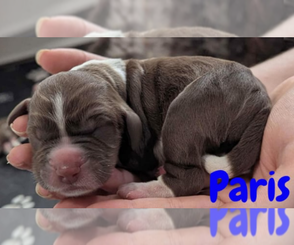 Medium Photo #1 English Springer Spaniel Puppy For Sale in SPOTSYLVANIA, VA, USA