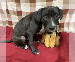Medium American Pit Bull Terrier Mix
