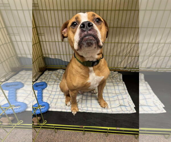 Medium Photo #7 Boxer-Unknown Mix Puppy For Sale in Burnsville, MN, USA