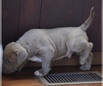 Small Photo #6 American Bully Puppy For Sale in WINCHESTER, VA, USA