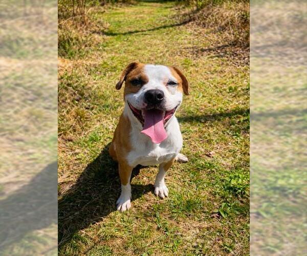 Medium Photo #1 Mutt Puppy For Sale in Westminster, MD, USA