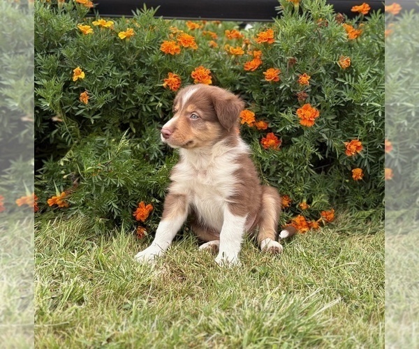 Medium Photo #7 Border Collie Puppy For Sale in AMES, IA, USA