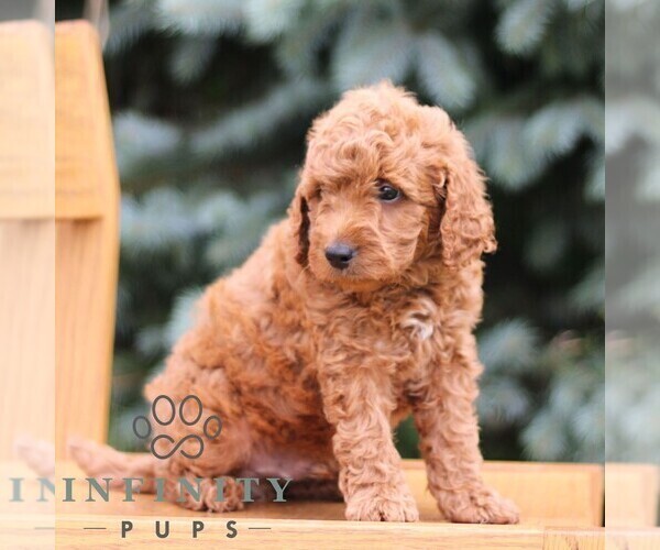 Medium Photo #2 Goldendoodle (Miniature) Puppy For Sale in EPHRATA, PA, USA