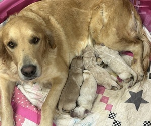 Mother of the Golden Retriever puppies born on 10/10/2023
