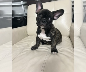 French Bulldog Puppy for sale in MIAMI GARDENS, FL, USA