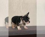 Small Photo #2 French Bulldog Puppy For Sale in IMPERIAL BCH, CA, USA