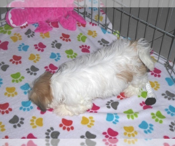 Medium Photo #6 Shih Tzu Puppy For Sale in ORO VALLEY, AZ, USA
