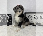 Small #2 Bernedoodle (Miniature)