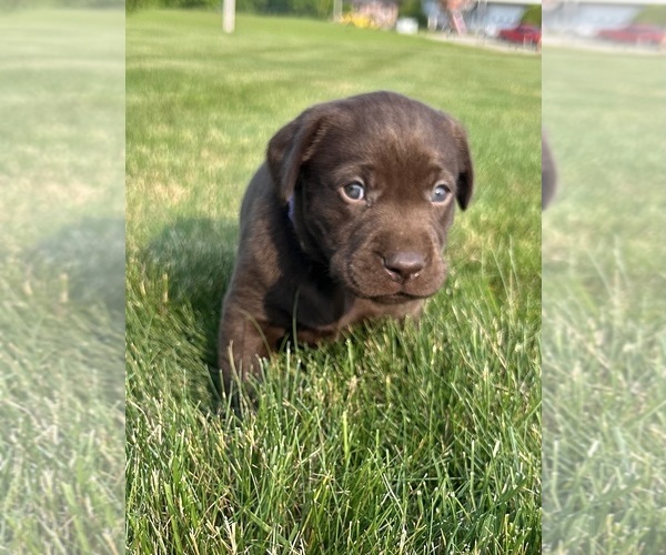 Medium Photo #41 Labrador Retriever Puppy For Sale in FREDERICKSBG, OH, USA
