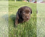 Small Photo #41 Labrador Retriever Puppy For Sale in FREDERICKSBG, OH, USA