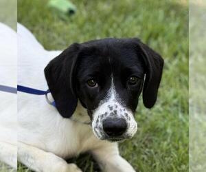 Labrador Retriever-Unknown Mix Dogs for adoption in Yardley, PA, USA