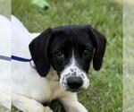 Small Labrador Retriever Mix