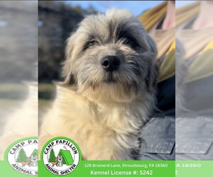 Shih Tzu-Unknown Mix Dogs for adoption in Stroudsburg, PA, USA