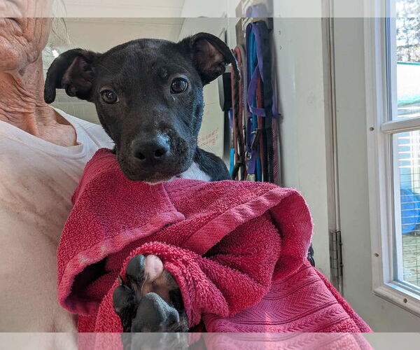 Medium Photo #6 Mutt Puppy For Sale in Murfreesboro, NC, USA