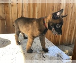 Small Photo #18 Belgian Malinois Puppy For Sale in ELK GROVE, CA, USA