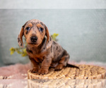 Small #1 Dachshund