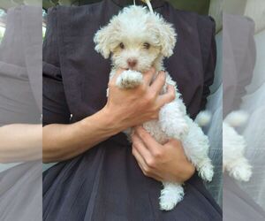 Havapoo Puppy for sale in HURRICANE MILLS, TN, USA