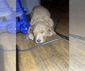 Medium Goldendoodle