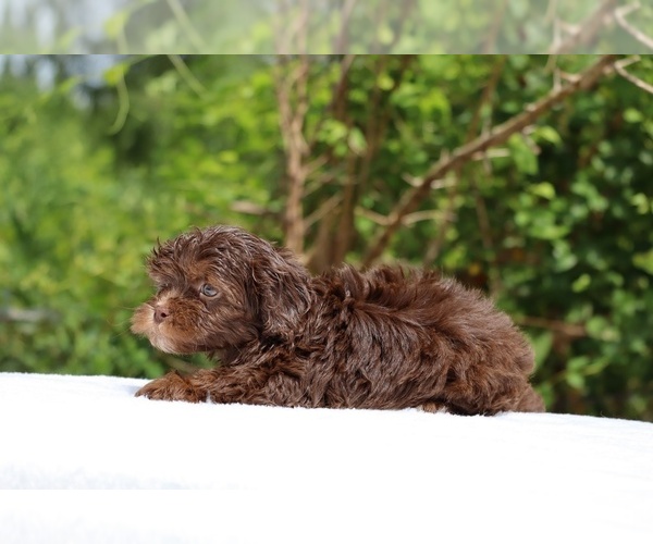 Medium Photo #7 ShihPoo Puppy For Sale in DYERSBURG, TN, USA