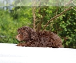 Small #6 ShihPoo