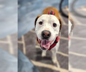 Beau - Male Bullboxer Pit Dog for Adoption - Photo #3