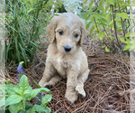 Small Photo #7 Goldendoodle Puppy For Sale in PINEHURST, NC, USA