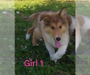 Collie Puppy for sale in WEST LIBERTY, KY, USA