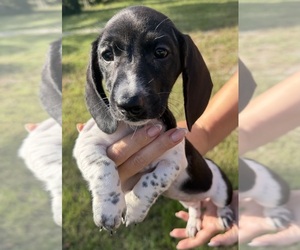 Dachshund Puppy for Sale in LAKE PLACID, Florida USA
