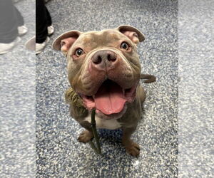 American Bulldog-Unknown Mix Dogs for adoption in Jackson , NJ, USA
