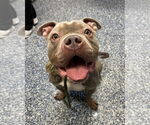 Small American Bulldog Mix
