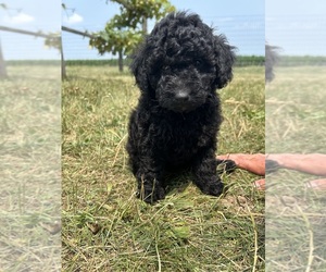 Labradoodle-Poodle (Miniature) Mix Puppy for Sale in NAPPANEE, Indiana USA
