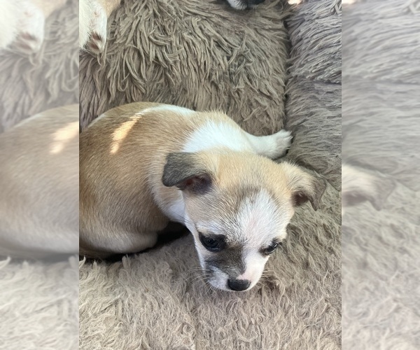Medium Photo #3 Chihuahua-Mal-Shi Mix Puppy For Sale in ONTARIO, CA, USA