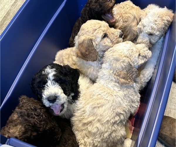 Medium Photo #5 Saint Berdoodle Puppy For Sale in FRANKFORT, IN, USA