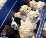 Small #4 Saint Berdoodle