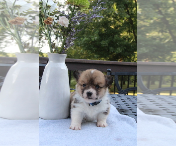 Medium Photo #3 Pembroke Welsh Corgi Puppy For Sale in FAIR GROVE, MO, USA