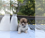 Small #2 Pembroke Welsh Corgi